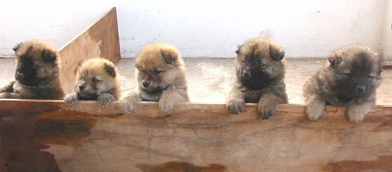 7-08.JPG - Our cute baby Chows