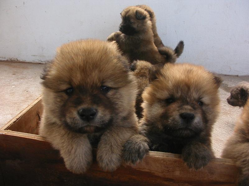7-09.JPG - More Chows